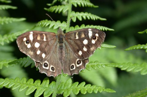 Speckled Wood_2.1